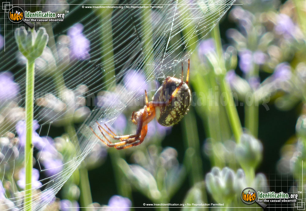 Full-sized image #4 of the Western-Spotted-Orb-Weaver