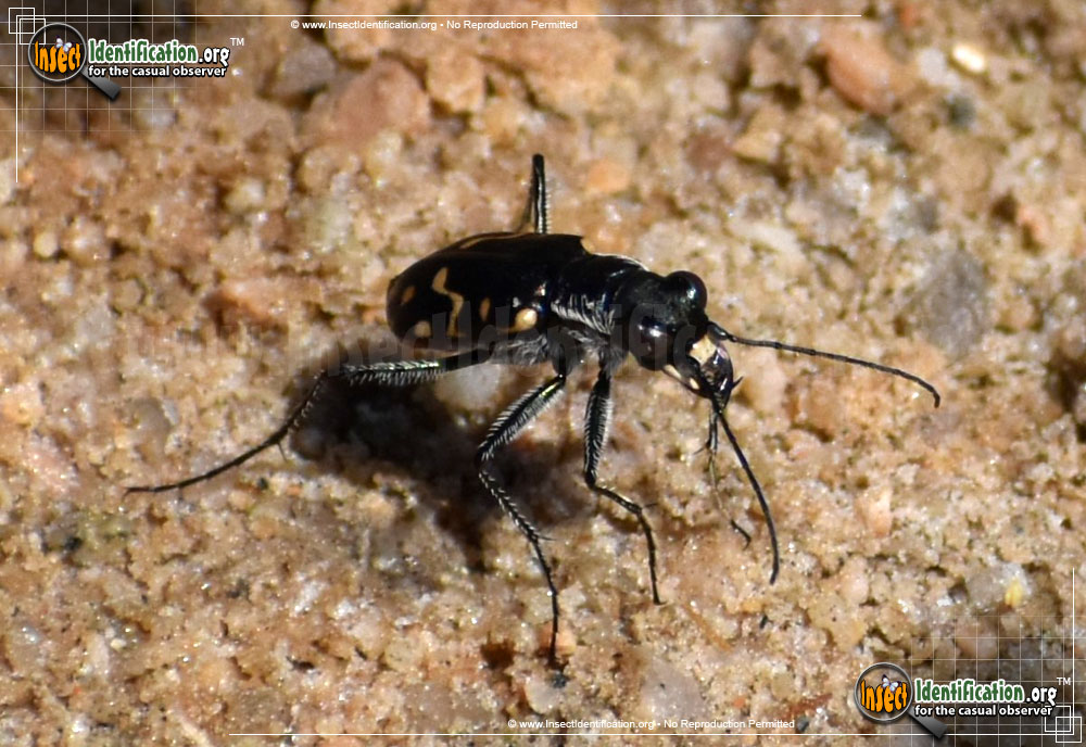 Full-sized image of the Western-Tiger-Beetle