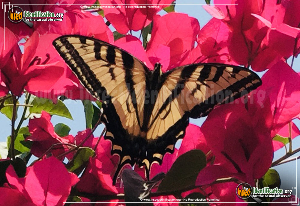 Full-sized image #3 of the Western-Tiger-Swallowtail-Butterfly