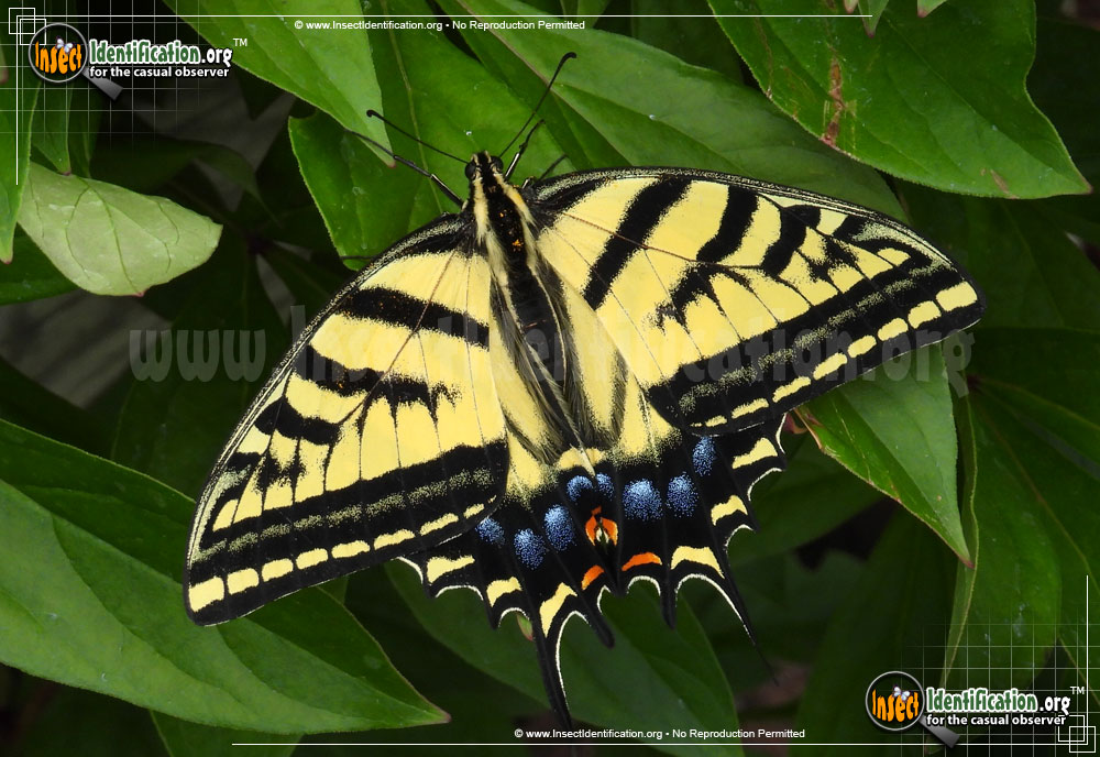 Full-sized image of the Western-Tiger-Swallowtail-Butterfly