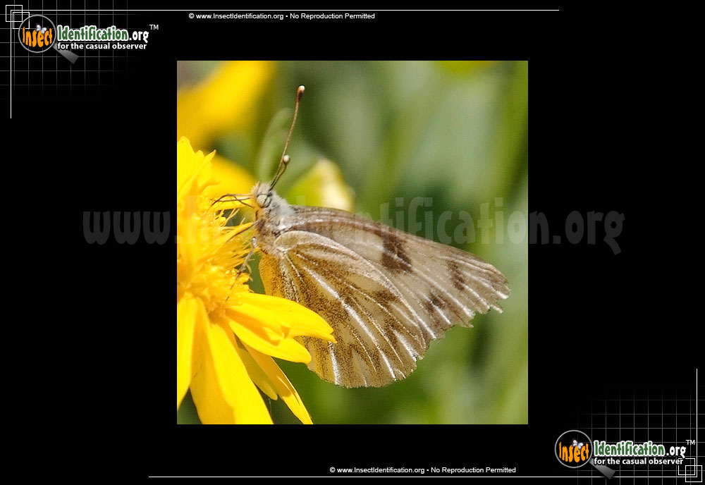 Full-sized image of the Western-White-Butterfly