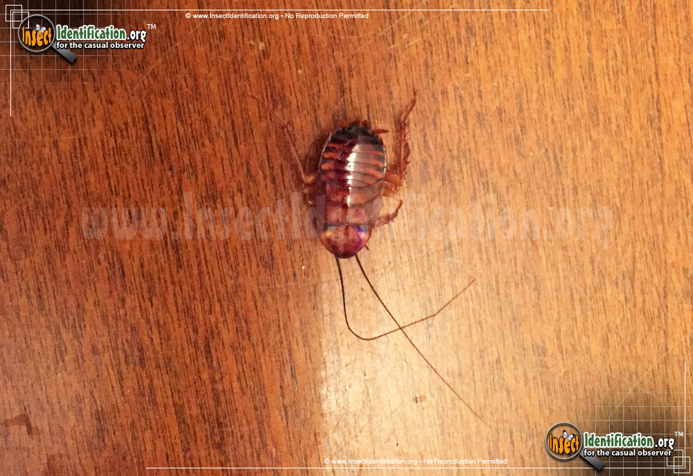 Full-sized image of the Western-Wood-Cockroach
