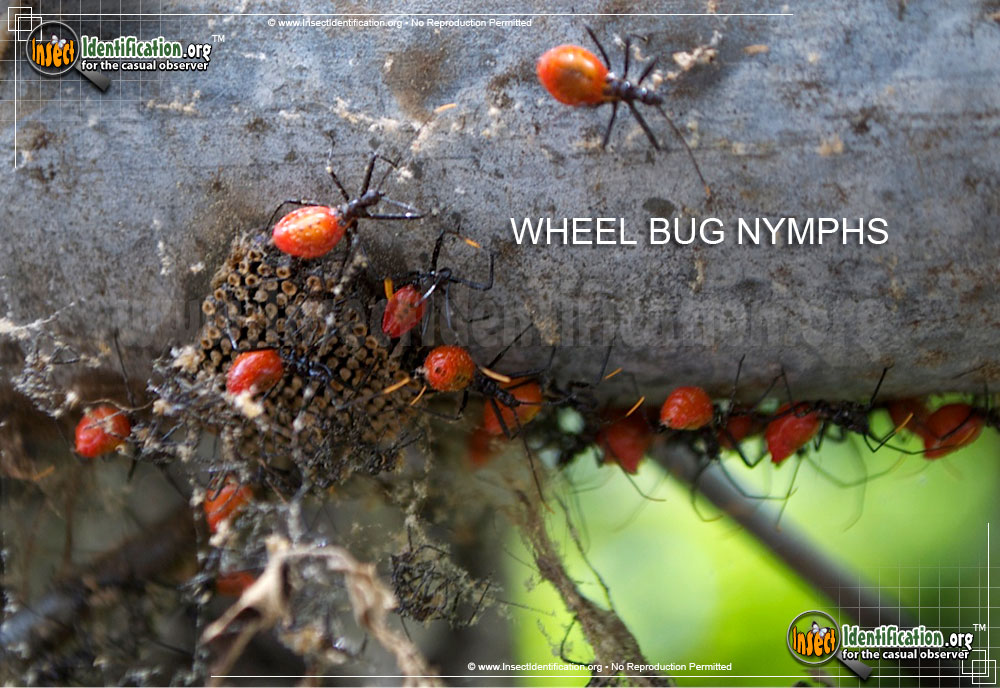 Wheel Bug