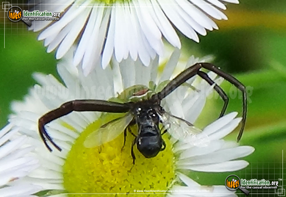 Full-sized image of the White-Banded-Crab-Spider