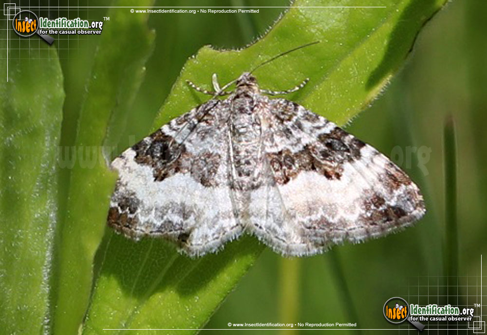 Full-sized image of the White-Banded-Toothed-Carpet-Moth