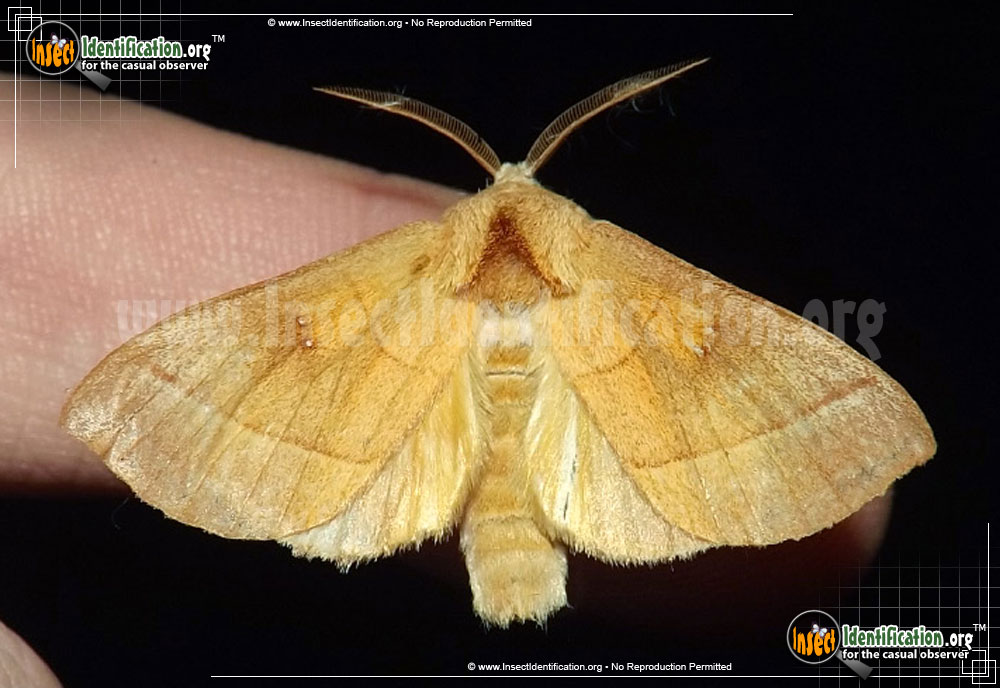 Full-sized image #2 of the White-Dotted-Prominent-Moth
