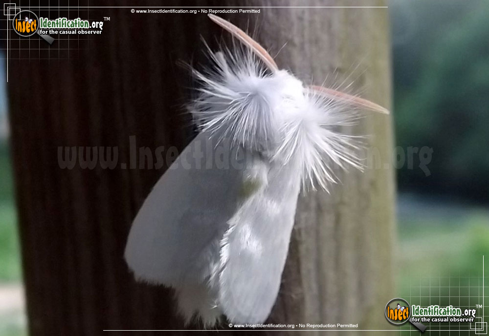 Full-sized image #4 of the White-Flannel-Moth