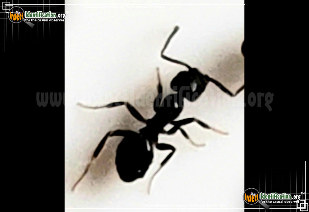 Full-sized image of the White-Footed-Ant