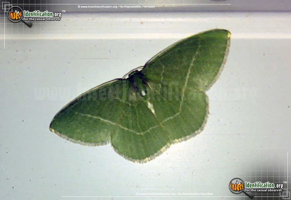 Full-sized image of the White-Fringed-Emerald-Moth