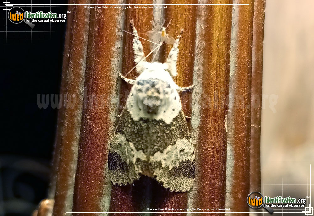 Full-sized image #3 of the White-Furcula-Moth