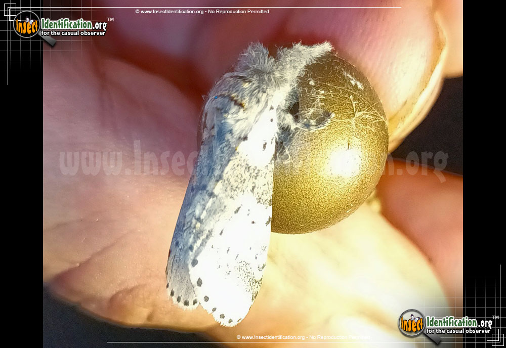 Full-sized image #5 of the White-Furcula-Moth