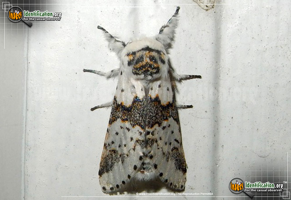 Full-sized image of the White-Furcula-Moth