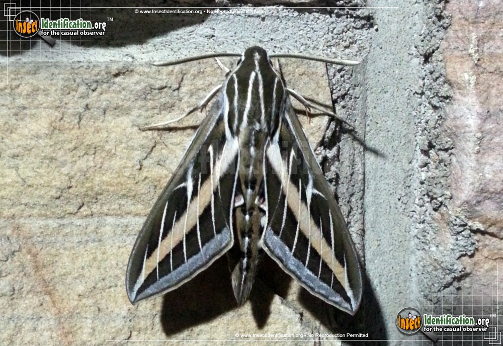 Full-sized image of the White-lined-Sphinx-Moth