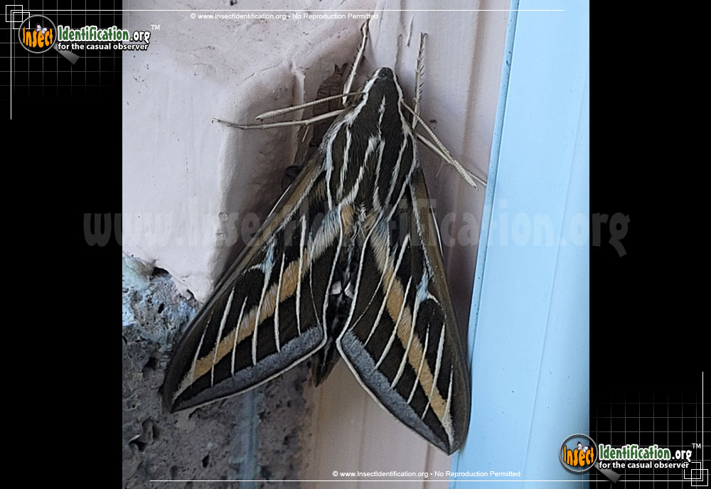 Full-sized image #6 of the White-lined-Sphinx-Moth