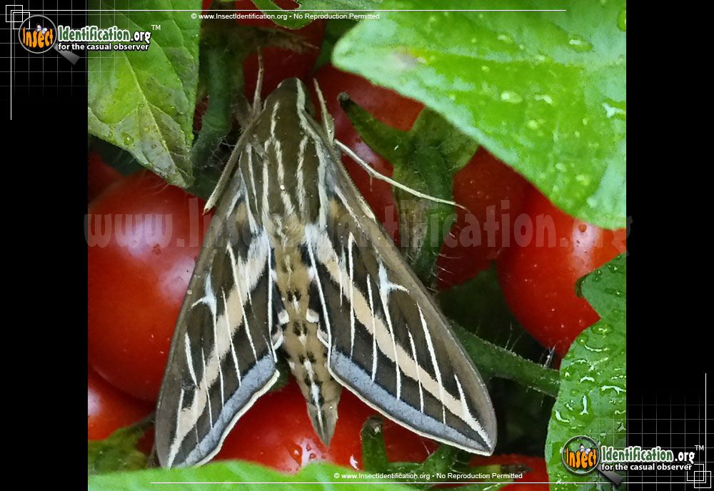 Full-sized image #3 of the White-lined-Sphinx-Moth