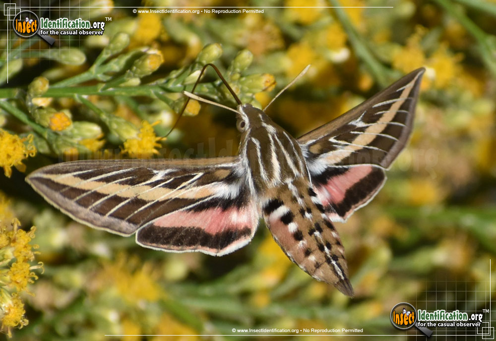 Full-sized image #5 of the White-lined-Sphinx-Moth
