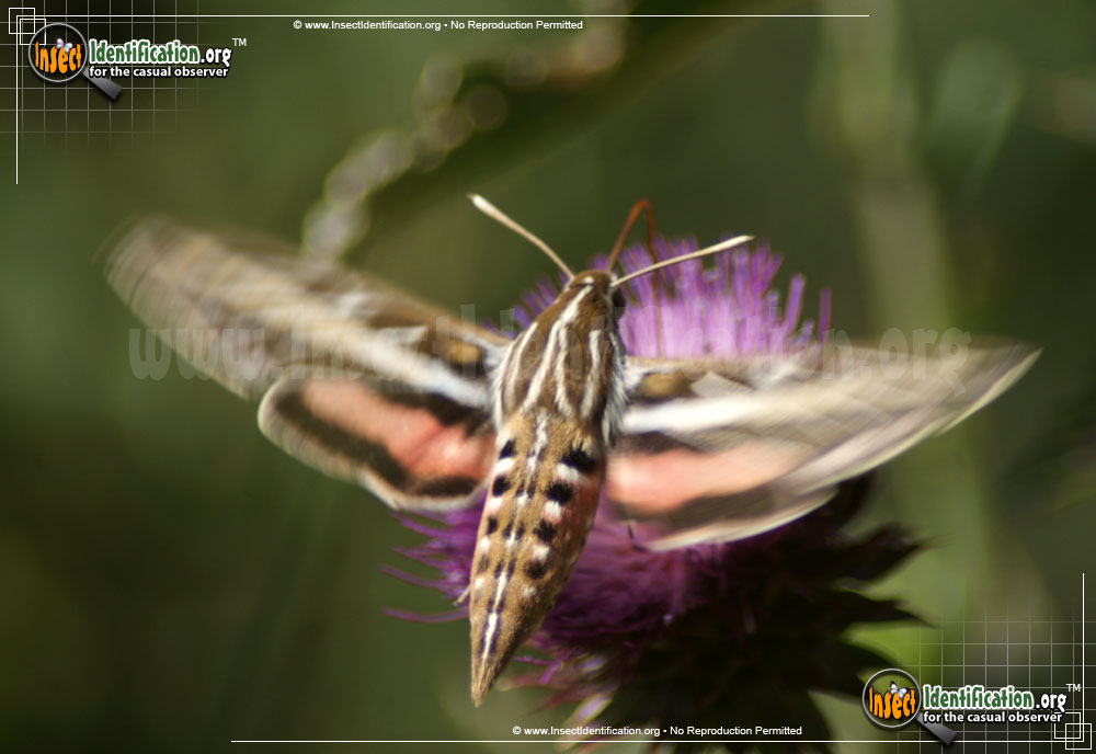 Full-sized image #12 of the White-lined-Sphinx-Moth