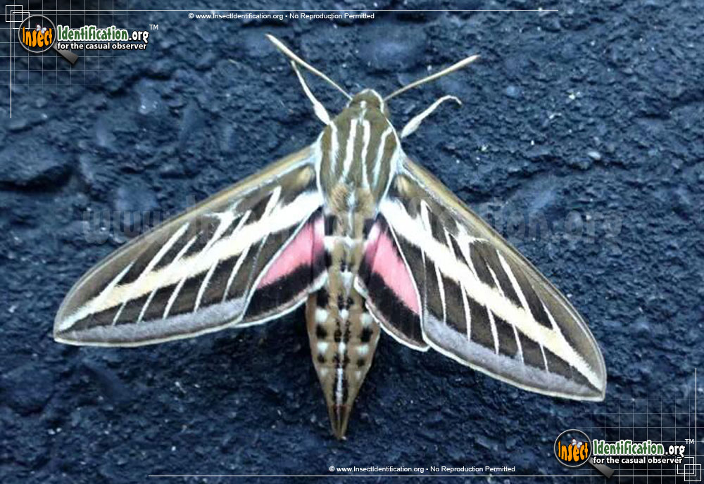 Full-sized image #14 of the White-lined-Sphinx-Moth