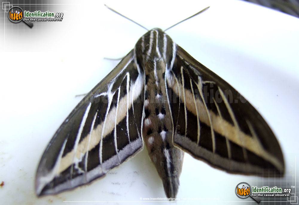 Full-sized image #4 of the White-lined-Sphinx-Moth