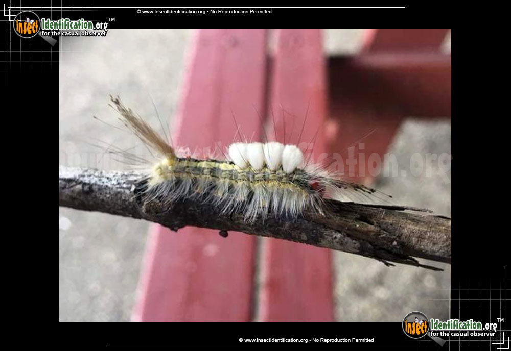 Full-sized image #4 of the White-Marked-Tussock-Moth