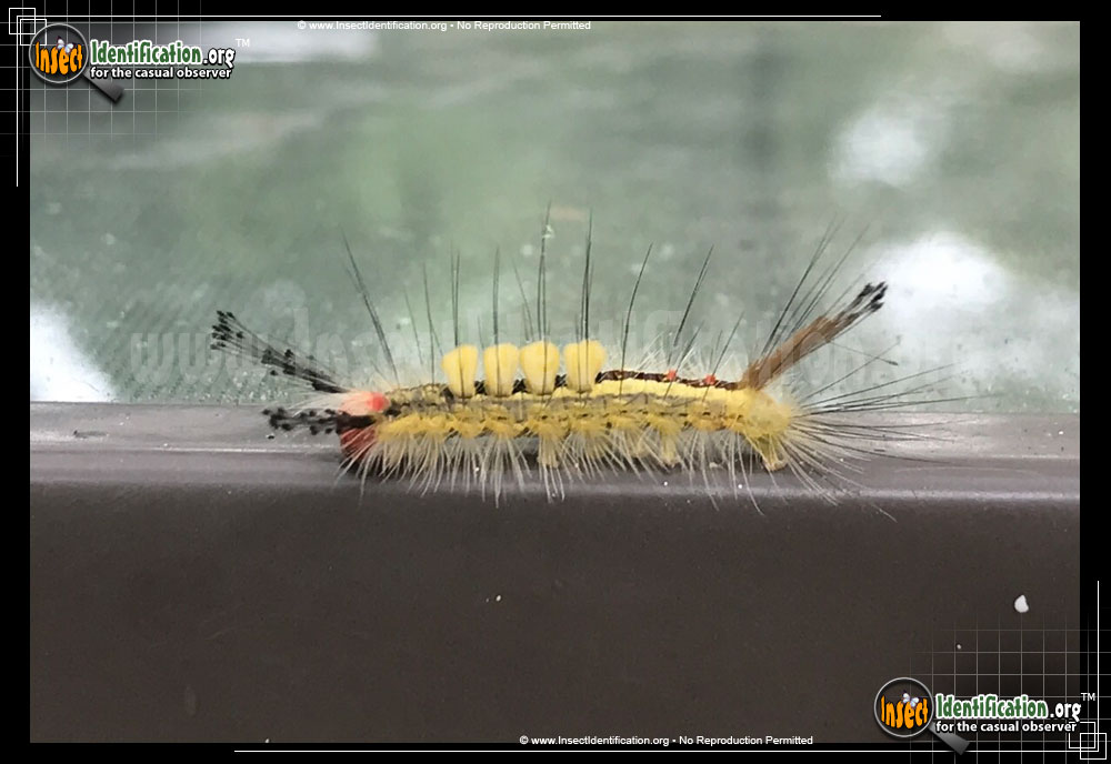 Full-sized image #3 of the White-Marked-Tussock-Moth