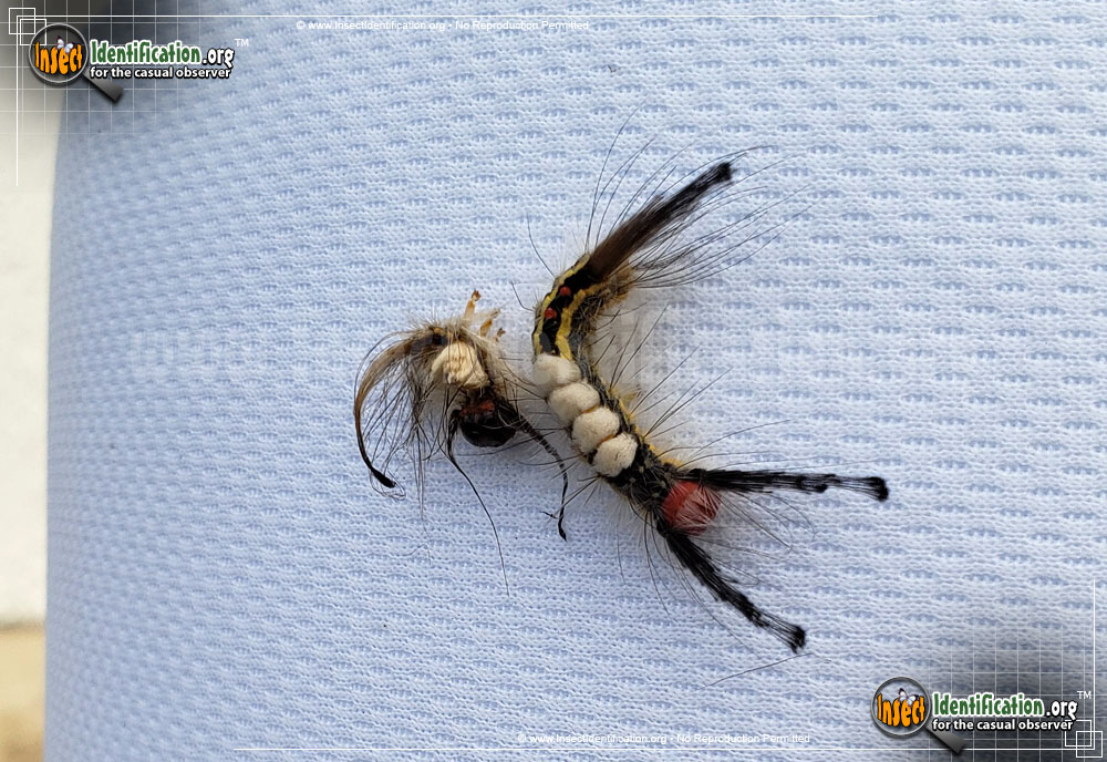 Full-sized image #5 of the White-Marked-Tussock-Moth