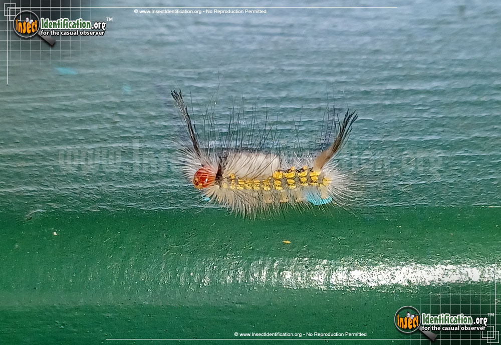 Full-sized image #7 of the White-Marked-Tussock-Moth