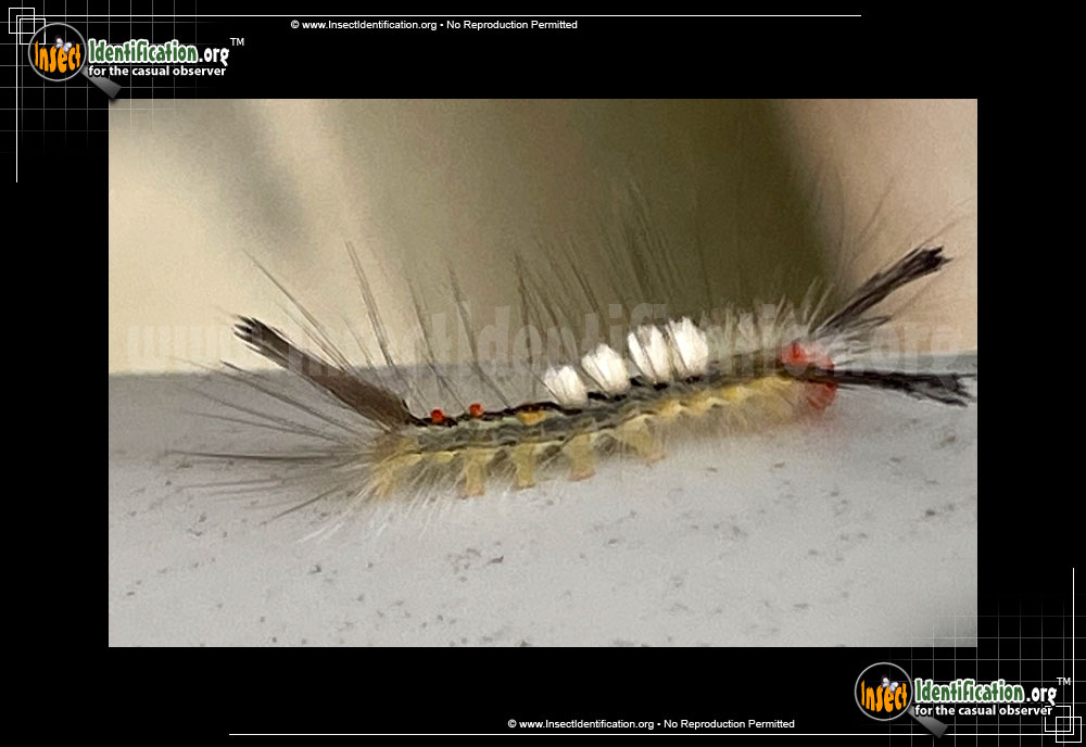 Full-sized image #6 of the White-Marked-Tussock-Moth