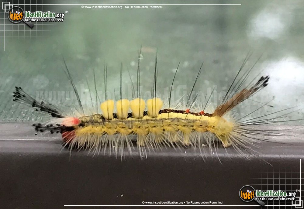 Full-sized image #3 of the White-Marked-Tussock-Moth
