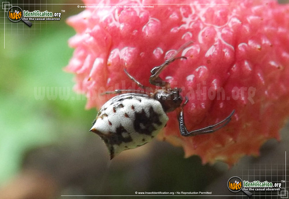 Full-sized image of the White-Micrathena-Spider