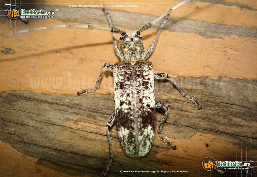 Full-sized image #2 of the White-Oak-Borer-Beetle