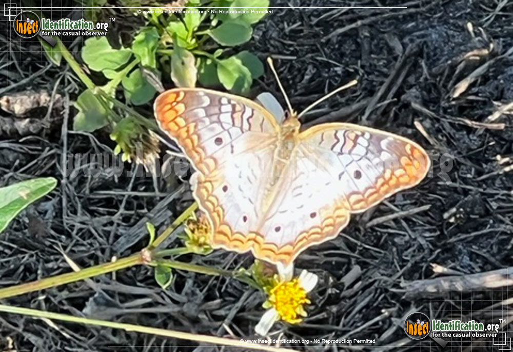 Full-sized image of the White-Peacock-Butterfly