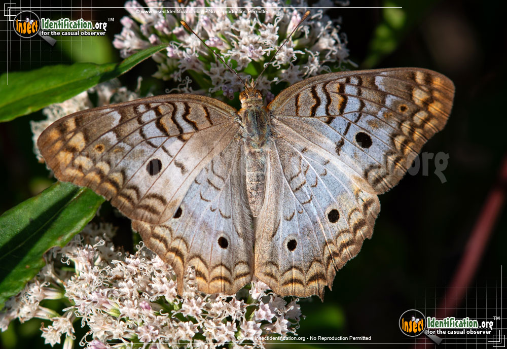 Full-sized image of the White-Peacock-Butterfly