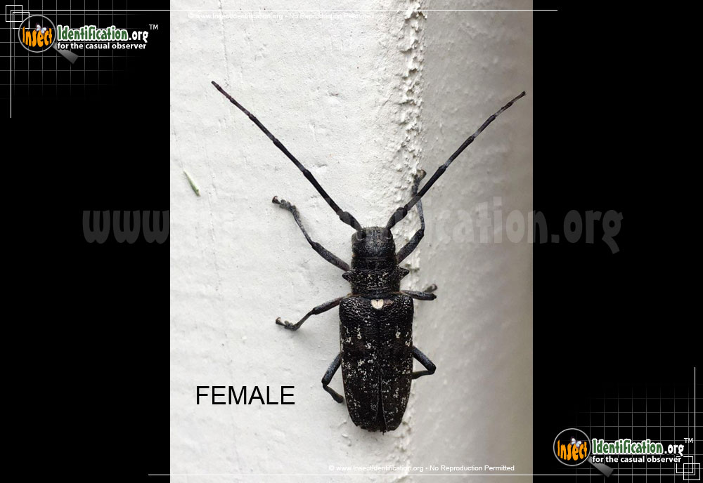 Full-sized image of the White-Spotted-Sawyer-Beetle