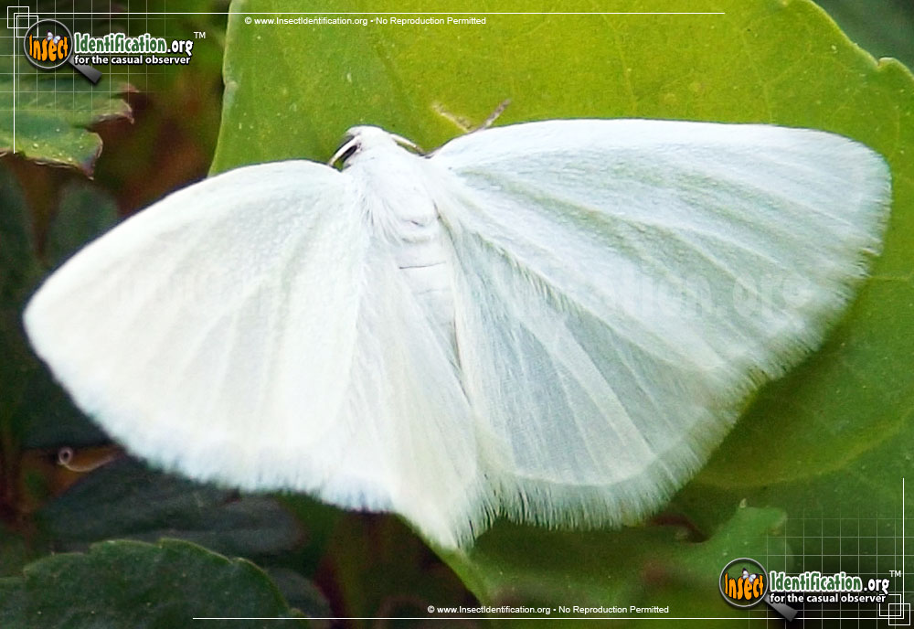 Full-sized image of the White-Spring-Moth