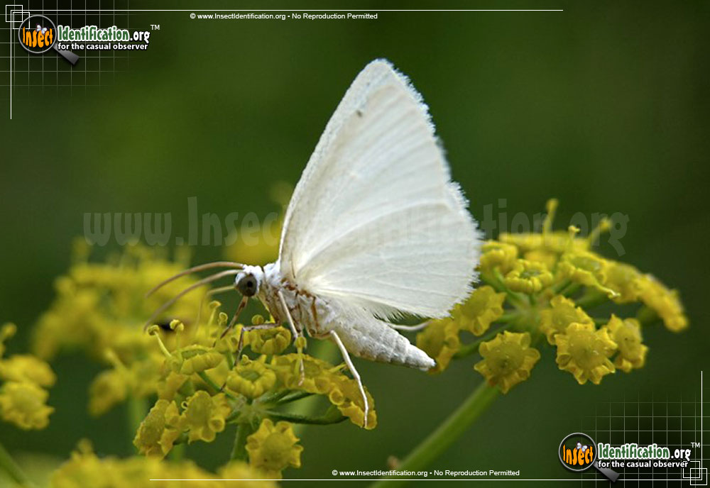 Full-sized image #2 of the White-Spring-Moth