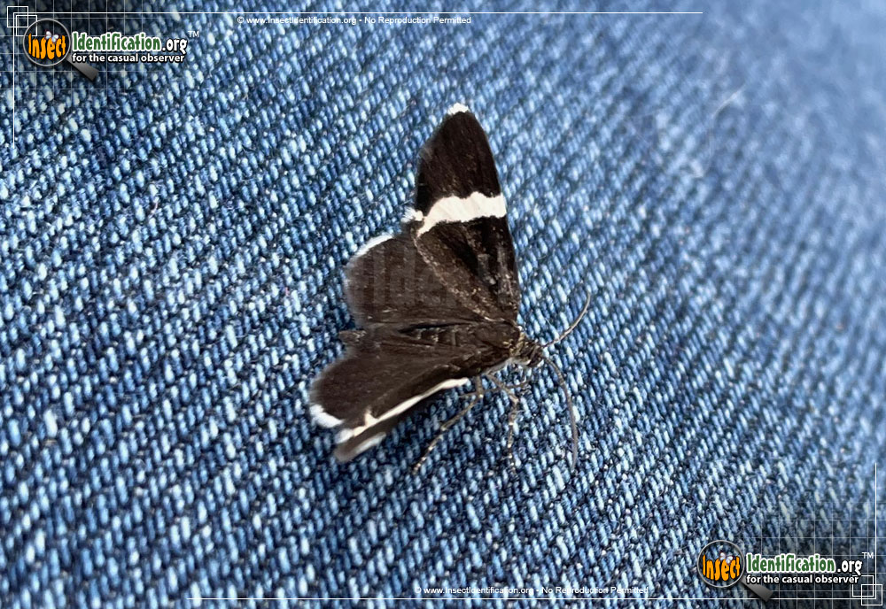 Full-sized image of the White-Striped-Black-Moth