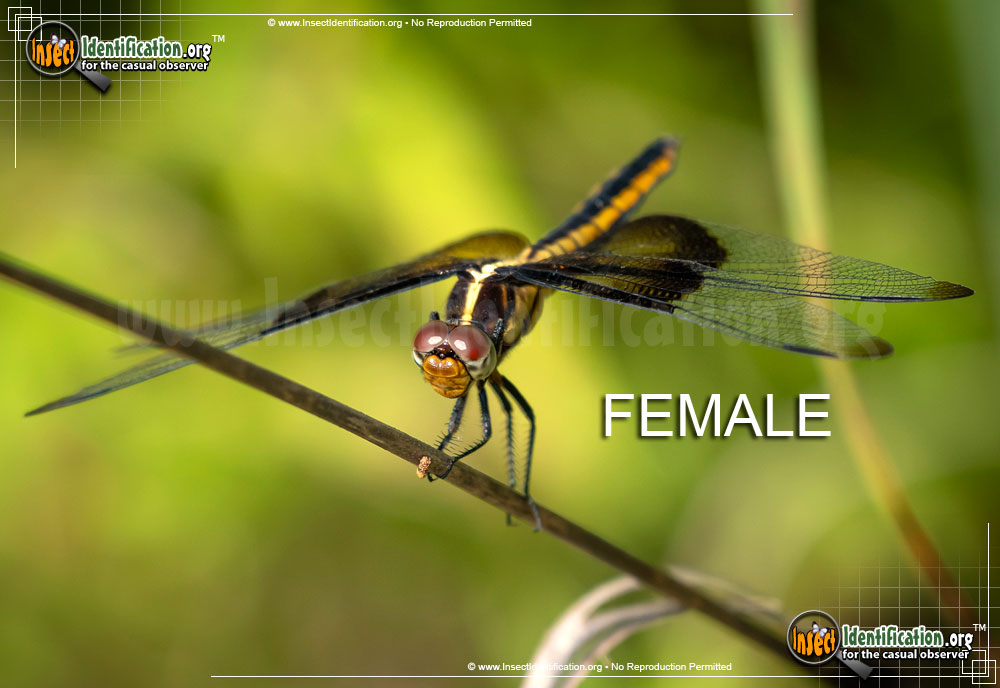 Full-sized image #10 of the Widow-Skimmer