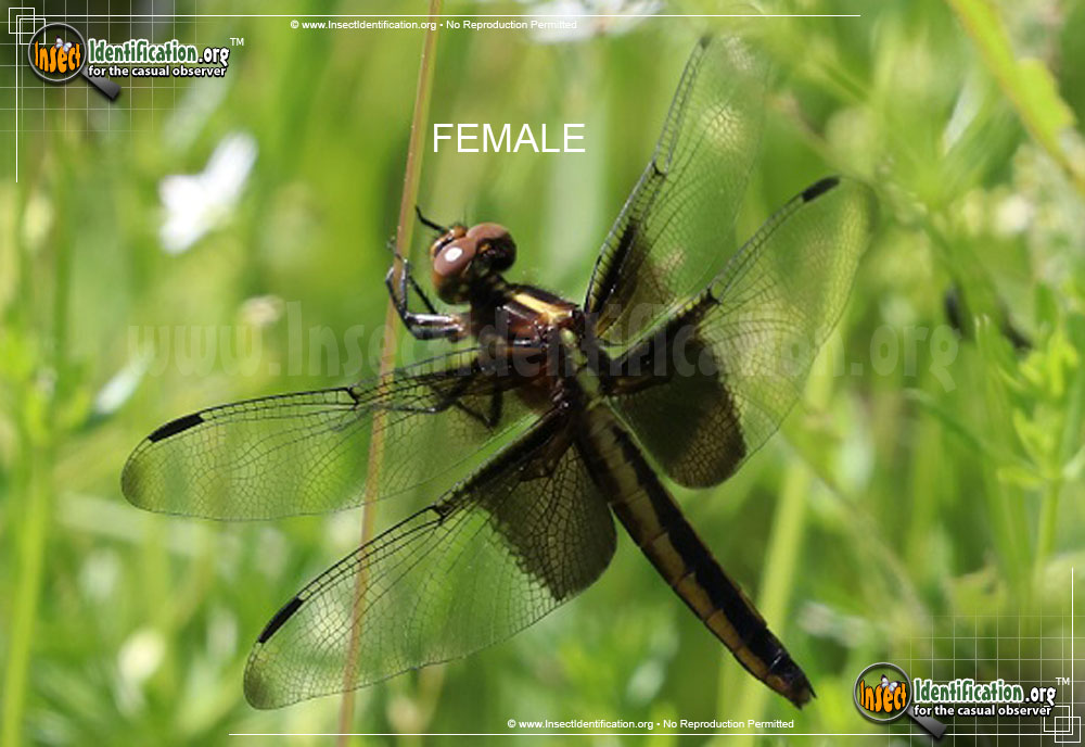 Full-sized image #11 of the Widow-Skimmer