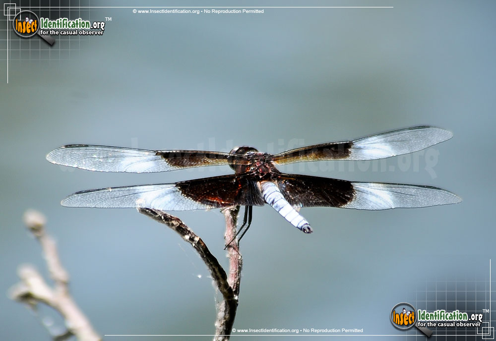 Full-sized image #9 of the Widow-Skimmer