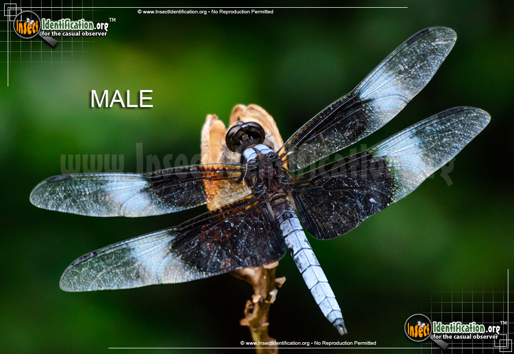Full-sized image #12 of the Widow-Skimmer