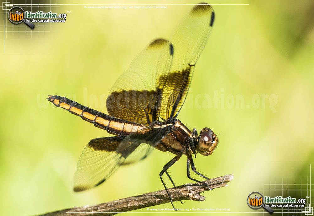 Full-sized image #3 of the Widow-Skimmer