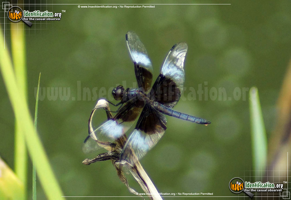 Full-sized image #7 of the Widow-Skimmer
