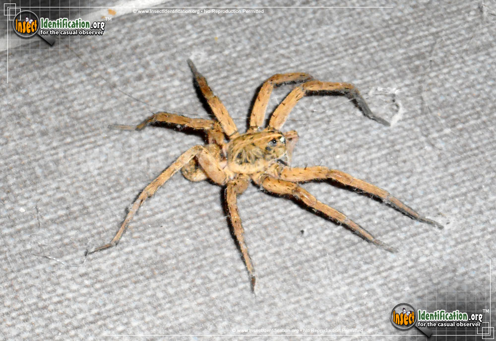 Full-sized image of the Wolf-Spider-Generic
