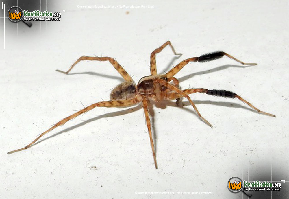 Full-sized image of the Wolf-Spider-Schizocosa-crassipes