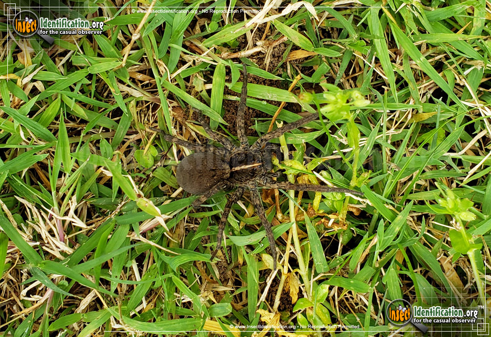 Full-sized image of the Wolf-Spider-Tigrosa-Georgicola