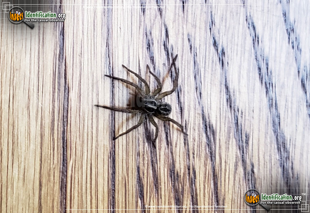 Full-sized image #2 of the Wolf-Spider-Tigrosa