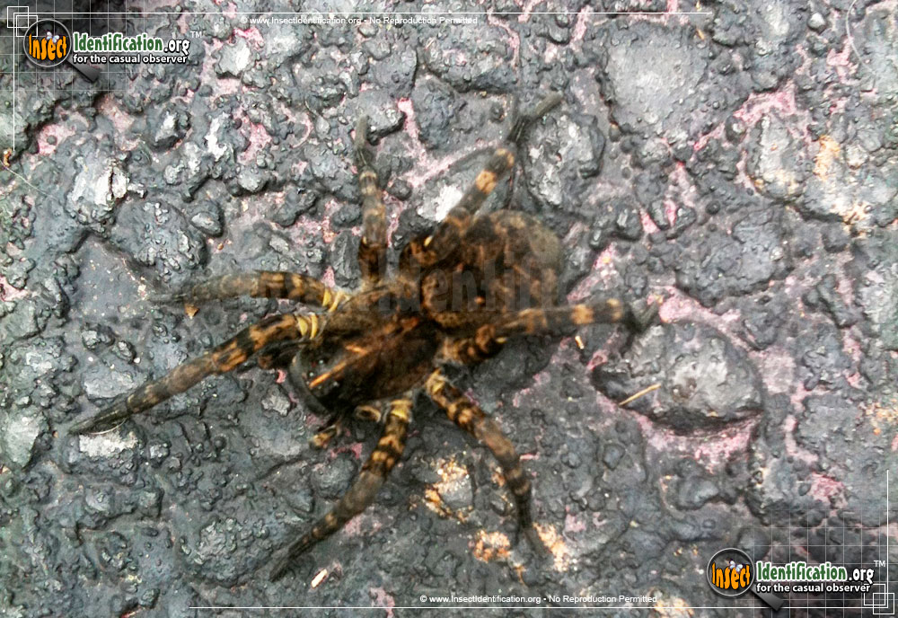 Full-sized image #4 of the Wolf-Spider