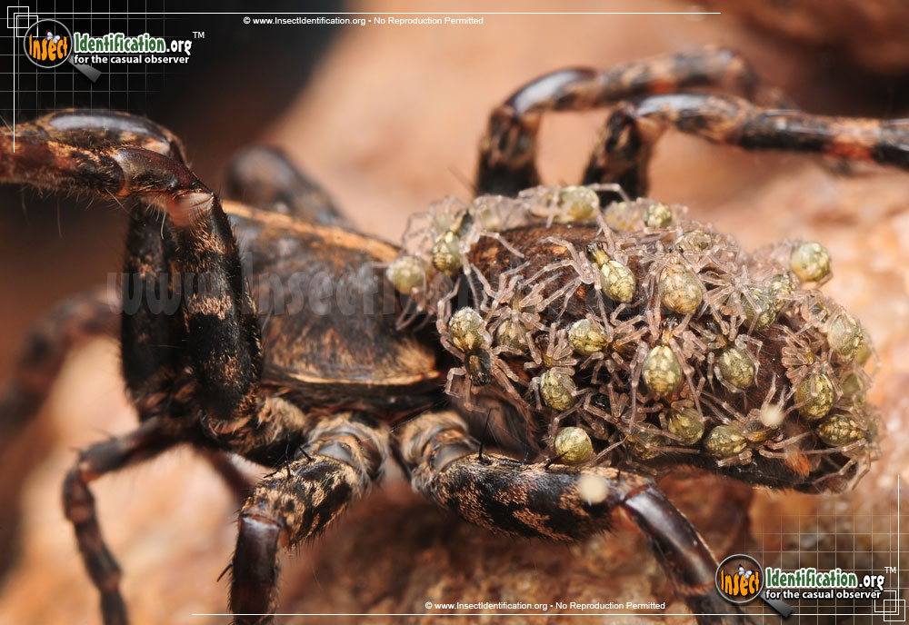 Full-sized image #5 of the Wolf-Spider