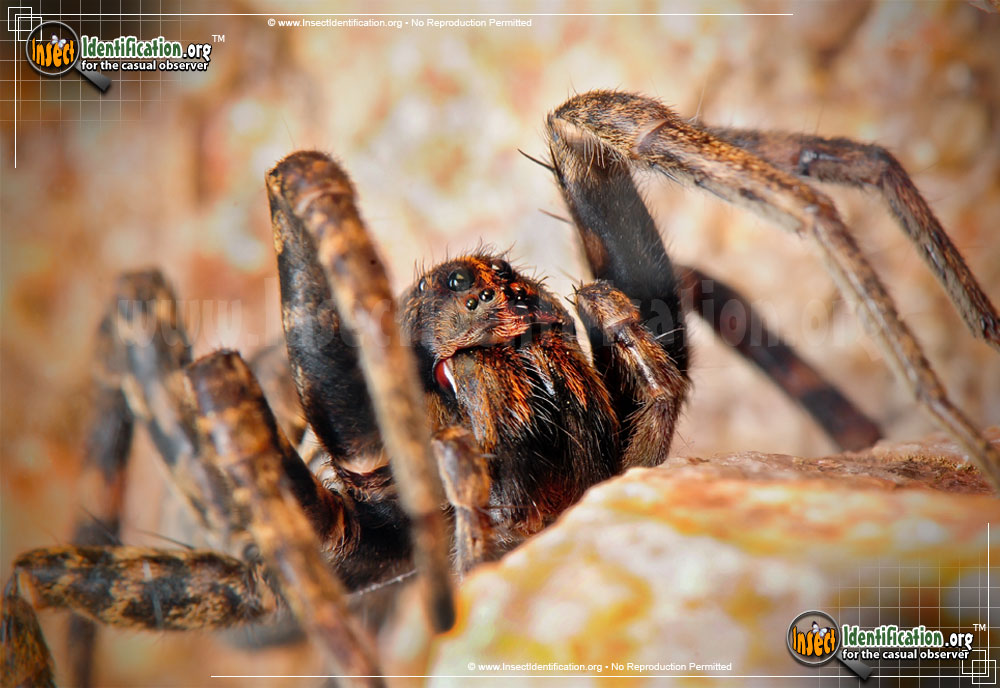 Full-sized image #13 of the Wolf-Spider